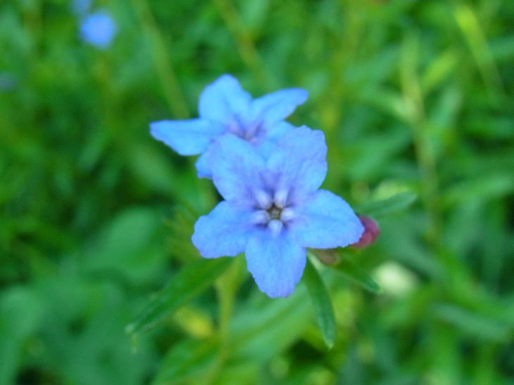 Buglossoides purpurocaerulea